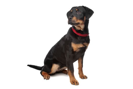 Rottweiler puppy in front of a white background