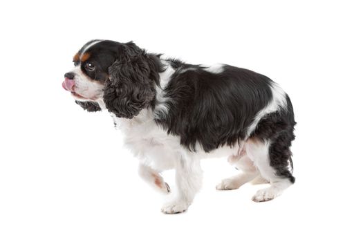 Side view of cute Cavalier King Charles Spaniel dog walking, on a white background