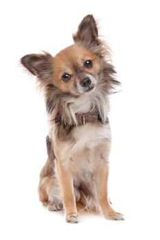 Long haired chihuahua dog in front of a white background