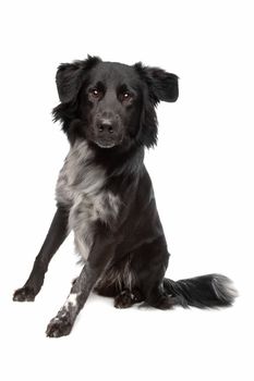 mix border collie sheepdog in front of a white background