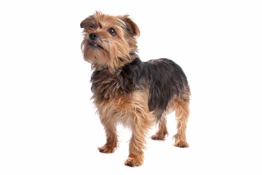 Yorkshire terrier in front of a white background