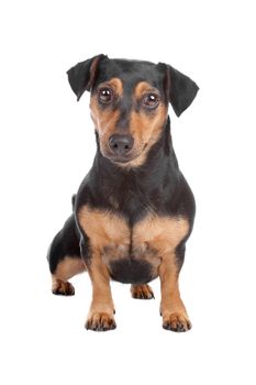 Front view of Jack Russel Terrier dog looking at camera, isolated on a white background