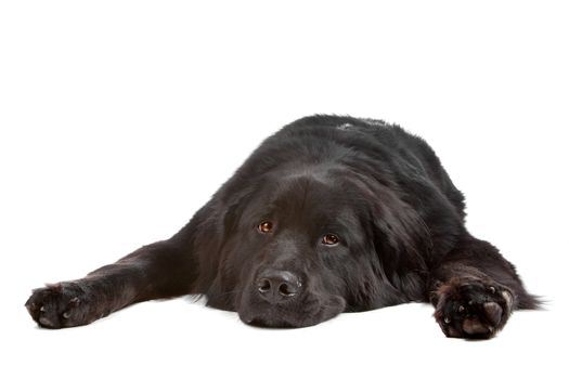 Mixed breed dog New Foundland/Bernese Mountain isolated on a white background