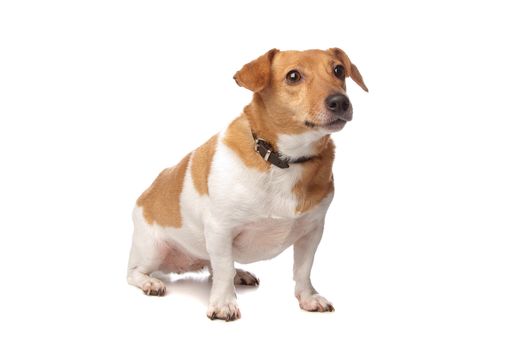 Jack Russel Terrier in front of a white background