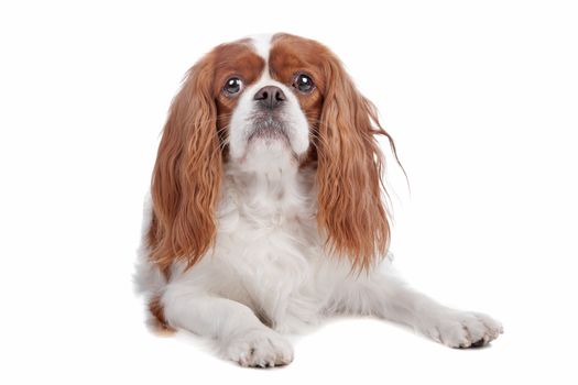 Cavalier King Charles Spaniel dog lying on front, isolated on a white background