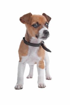 Jack Russel Terrier puppy isolated on a white background