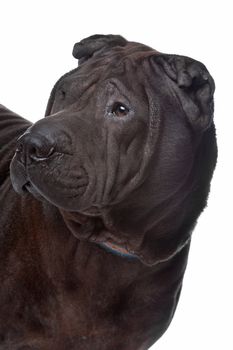 shar pei in front of a white background