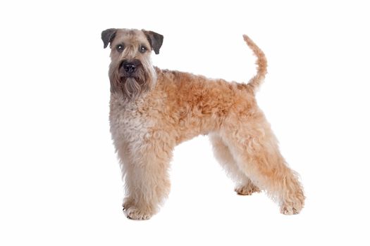 Soft Coated Wheaten Terrier dog isolated on a white background