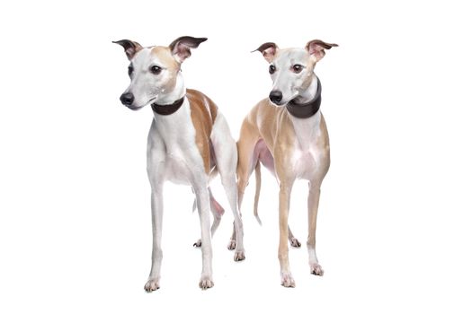 Two Whippet hounds in front of white background