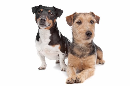 Jack Russel Terrier dog and a mixed breed dog in front of a white background