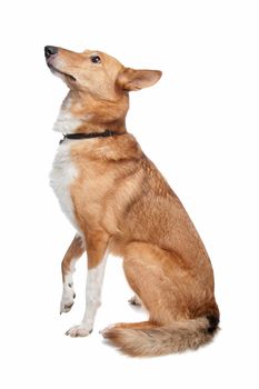 mixed breed dog, half collie, in front of a white background