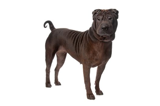 shar pei in front of a white background