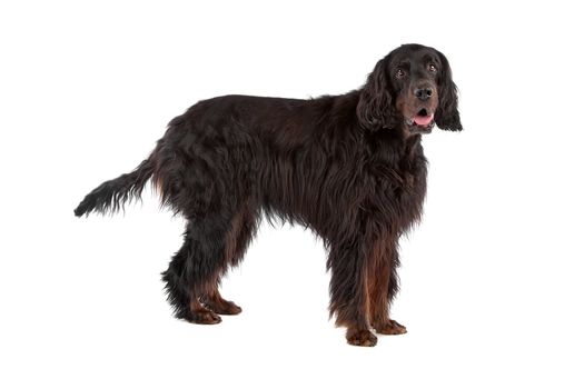 Irish Setter dog standing isolated on a white background