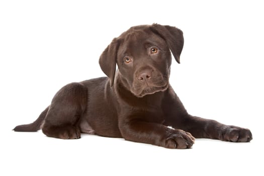 Chocolate Labrador puppy in front of a white background