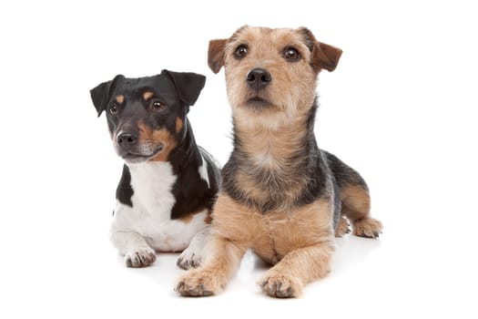 Jack Russel Terrier dog and a mixed breed dog in front of a white background