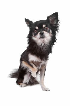 Front view of cute Chihuahua dog sitting with paw raised, isolated on a white background
