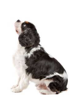 Side view of cute Cavalier King Charles Spaniel dog sitting on a white background