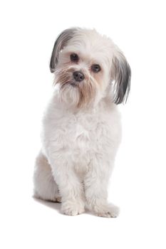 Cute mixed breed boomer dog sitting and looking at camera, isolated on a white background