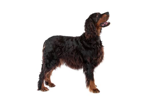 Profile of Irish Setter dog looking up, on a white background