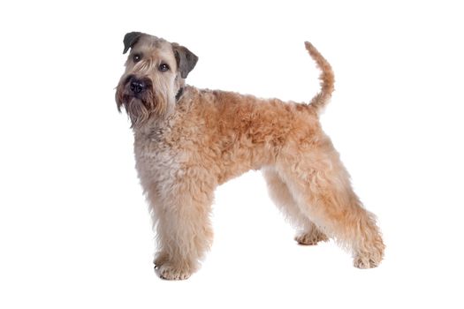 Soft Coated Wheaten Terrier dog standing, isolated on a white background