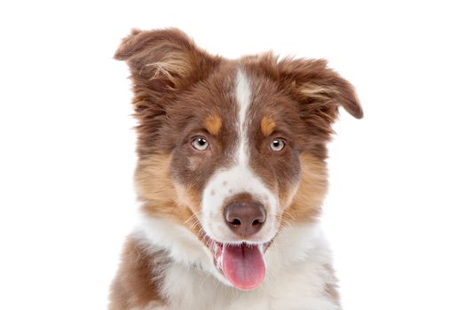 border collie puppy dog in front of a white background