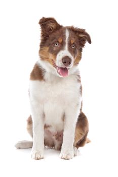 border collie puppy dog in front of a white background