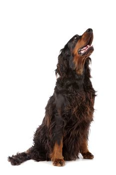Irish Setter dog sitting and looking up, on a white background