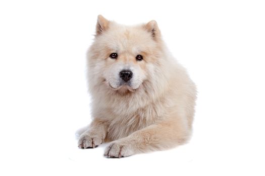 Cute mixed breed dog Chow-Chow and Samoyed lying and looking at camera, isolated on a white background