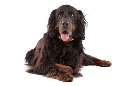 Front view of Irish Setter dog lying down, on a white background
