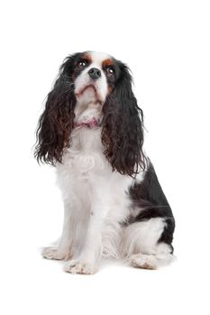 Cavalier king charles spaniel dog sitting, isolated on a white background