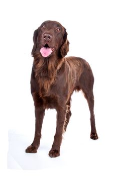 Front view of brown Flatcoated retriever dog looking at camera, isolated on a white background.