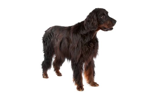 front view of Irish Setter dog on a white background