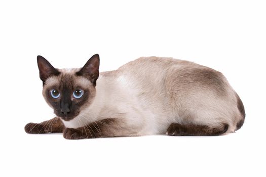 Cute Siamese cat looking at camera, on a white background