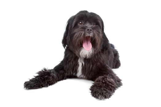 Mixed breed dog Tibetan Terrier and Shih Tzu lying, isolated on a white background