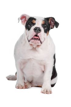 English bulldog sitting, isolated on a white background