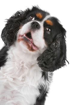 Head of Cute Cavalier King Charles Spaniel dog on a white background