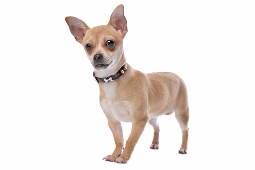 short haired chihuahua in front of a white background
