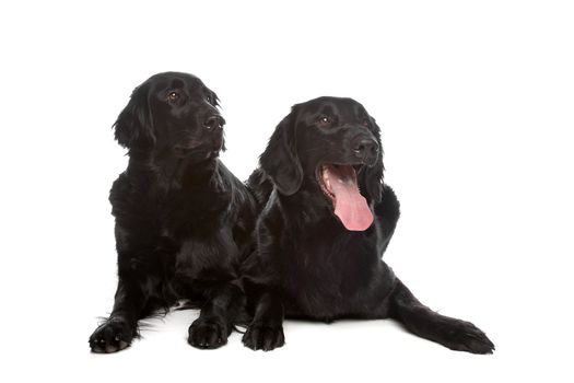 Flat Coat Retriever in front of a white background