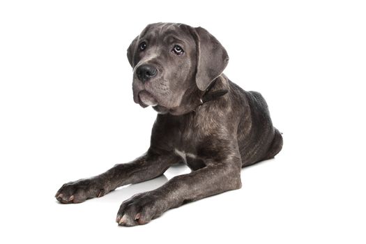 Cane Corso dog in front of a white background