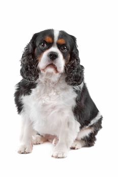 Front vie of cute Cavalier King Charles Spaniel dog sitting, on a white background
