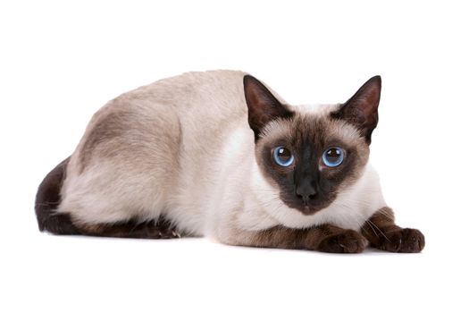 Cute Siamese cat looking at camera on a white background