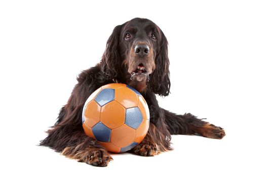 Front view of Irish Setter dog with a ball, lying down, on a white background