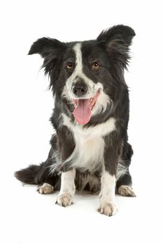 black and white border collie sheepdog on a white background