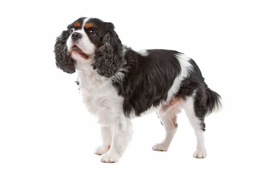 Cute Cavalier King Charles Spaniel dog standing, on a white background