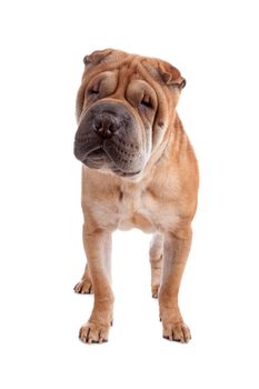 Front view of Shar Pei dog standing and looking ar camera, isolated on a white background