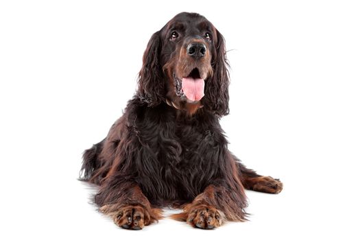 Irish Setter dog lying down and sticking out tongue, on a white background