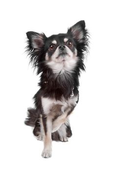 Cute Chihuahua dog sitting and looking up, isolated on a white background