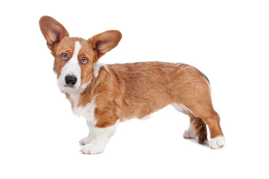 Side view of Welsh Corgi dog looking at camera, isolated on a white background