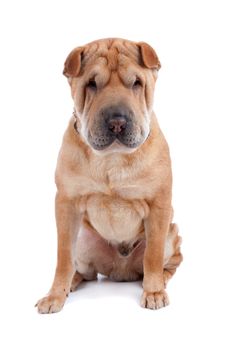 Front view of Shar Pei sitting, dog looking at camera isolated on a white background