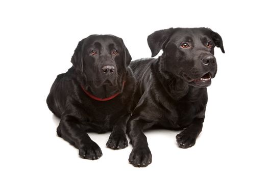 black labrador retriever in front of a white background